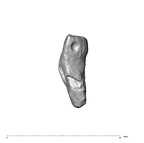 SK 80 Homo tooth fragment 1