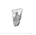 SK 80 Homo tooth fragment 2