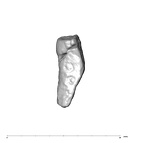 SK 80 Homo tooth fragment 3