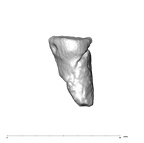 SK 80 Homo tooth fragment 4