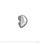 SK 80 Homo tooth fragment occlusal