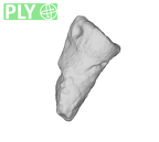 SK 80 Homo tooth fragment ply