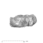 SK 81 Paranthropus robustus mandible anterior