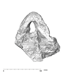 SK 81 Paranthropus robustus mandible inferior