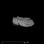 SK 81 Paranthropus robustus mandible internal