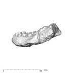 SK 81 Paranthropus robustus mandible lateral left