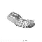 SK 81 Paranthropus robustus mandible lateral right