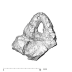 SK 81 Paranthropus robustus mandible occlusal