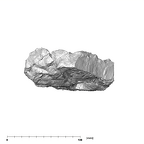 SK 81 Paranthropus robustus mandible posterior