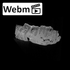 SK 81 Paranthropus robustus mandible ct stack movie