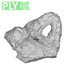 SK 81 Paranthropus robustus mandible ply