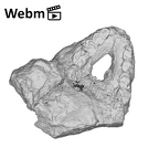 SK 81 Paranthropus robustus mandible ply movie