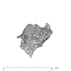 SK 821 Paranthropus robustus ULP3 apical
