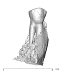SK 821 Paranthropus robustus ULP3 buccal