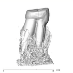 SK 821 Paranthropus robustus ULP3 distal