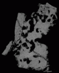 SK 821 Paranthropus robustus ULP3 gif