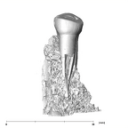 SK 821 Paranthropus robustus ULP3 lingual