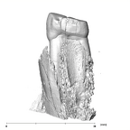 SK 821 Paranthropus robustus ULP3 mesial