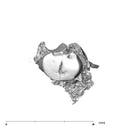 SK 821 Paranthropus robustus ULP3 occlusal