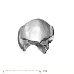 SK 822 Paranthropus robustus ULP3 buccal