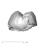 SK 822 Paranthropus robustus ULP3 distal
