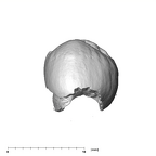 SK 822 Paranthropus robustus ULP3 lingual