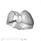 SK 822 Paranthropus robustus ULP3 mesial