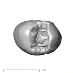 SK 822 Paranthropus robustus ULP3 occlusal