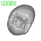 SK 822 Paranthropus robustus ULP3 ply