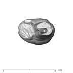 SK 823 Paranthropus robustus URP3 apical