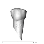 SK 823 Paranthropus robustus URP3 buccal