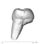 SK 823 Paranthropus robustus URP3 distal