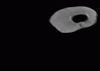SK 823 Paranthropus robustus URP3 gif