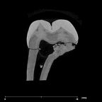 SK 823 Paranthropus robustus URP3 internal
