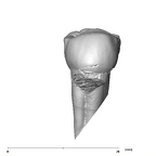 SK 823 Paranthropus robustus URP3 lingual