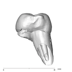 SK 823 Paranthropus robustus URP3 mesial