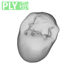 SK 823 Paranthropus robustus URP3 ply