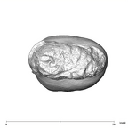 SK 824 Paranthropus robustus ULP4 apical