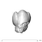 SK 824 Paranthropus robustus ULP4 buccal