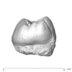 SK 824 Paranthropus robustus ULP4 distal