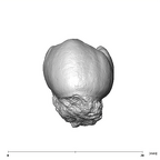 SK 824 Paranthropus robustus ULP4 lingual