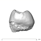 SK 824 Paranthropus robustus ULP4 mesial