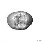 SK 824 Paranthropus robustus ULP4 occlusal