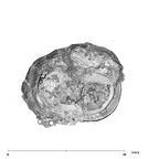 SK 825 Paranthropus robustus ULP4 apical