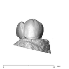 SK 825 Paranthropus robustus ULP4 buccal