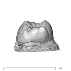 SK 825 Paranthropus robustus ULP4 distal