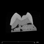 SK 825 Paranthropus robustus ULP4 internal