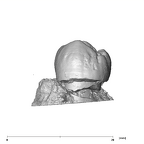 SK 825 Paranthropus robustus ULP4 lingual
