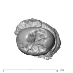 SK 825 Paranthropus robustus ULP4 occlusal