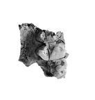 SK 826a1 Paranthropus robustus partial left maxilla